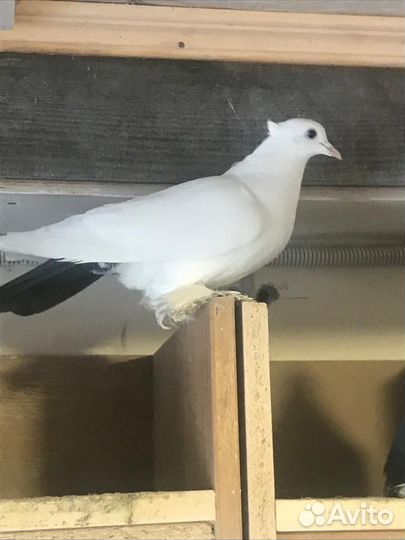 Воронежские зоревые голуби