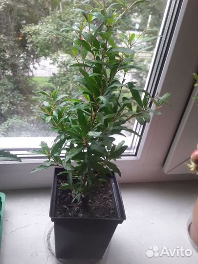 Комнатный гранат Бэйби