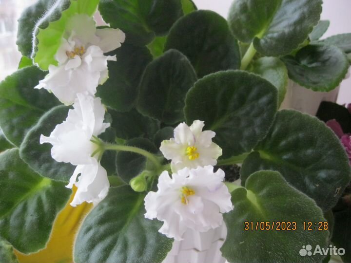 Фиалка сахарная вата мутанка царица савская