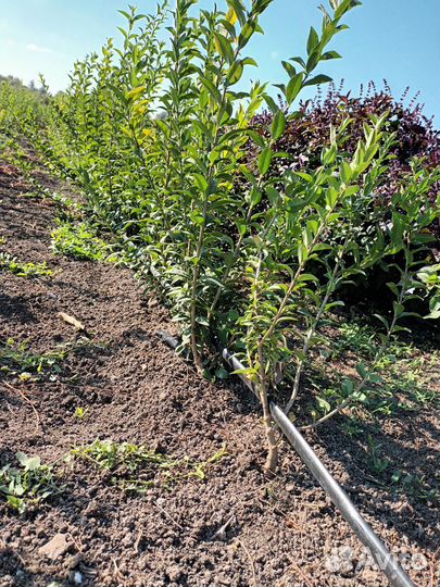 Бирючина обыкновенная