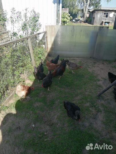 Куры несушки