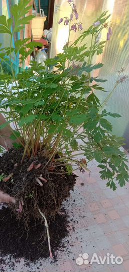 Дицентра исключителиная