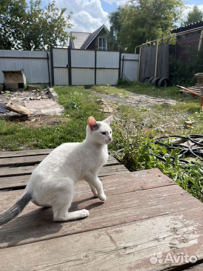 Отдам в добрые руки