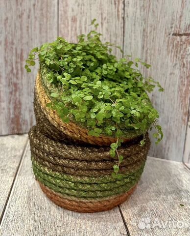 Кашпо горшок для цветов