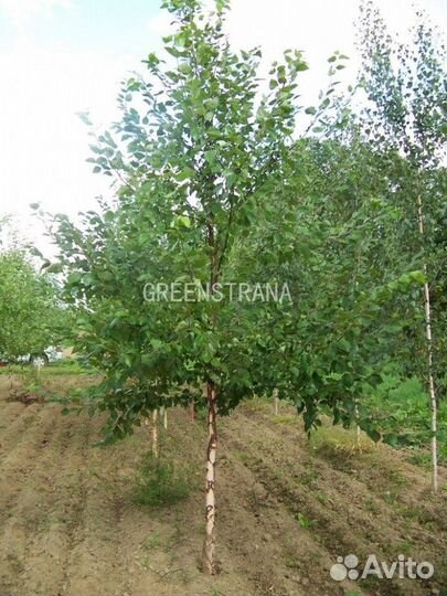 Берёза чёрная/200-300 см