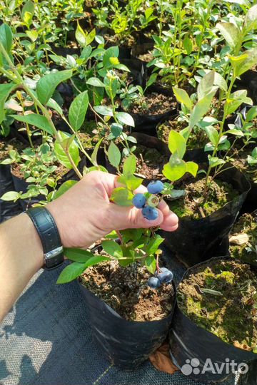 Фермерское хозяйство предлагает саженцы голубики
