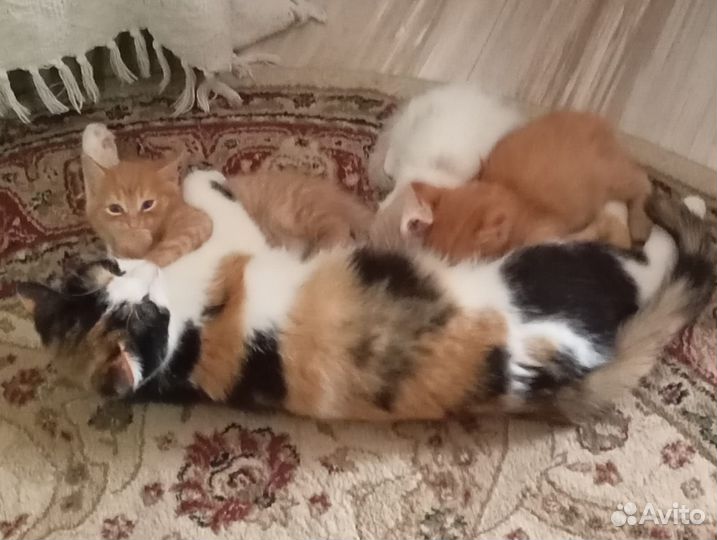 Кошки в добрые руки