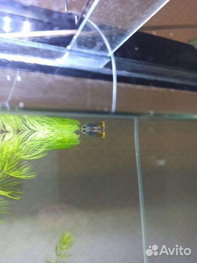 Рыбки Гуппи, Мини Гуппи