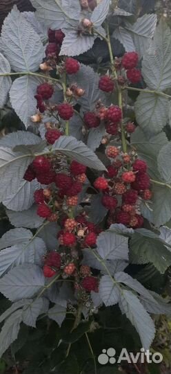 Ягода и саженцы малины,крыжовник,смородины