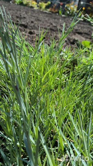 Гвоздика многолетняя