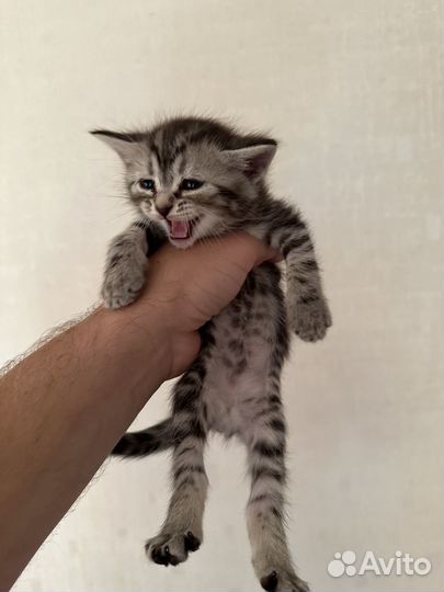 Котята отдам даром
