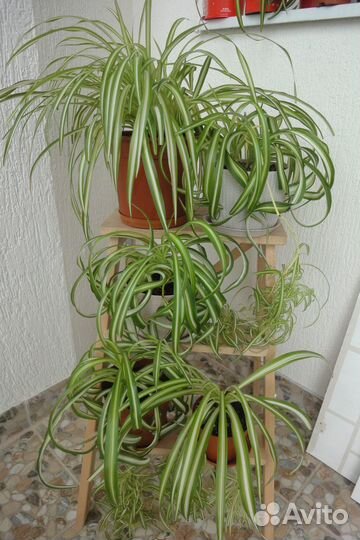 Хлорофитум кудрявый и хохлатый