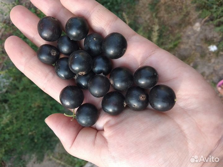 Домашний мини-питомник