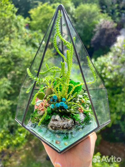 Флорариум, суккуленты