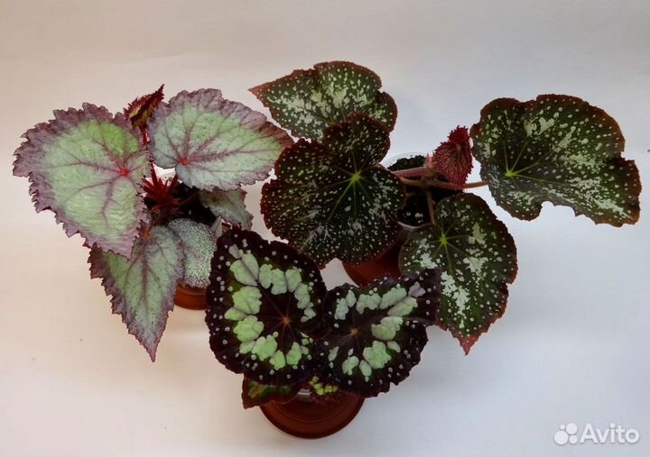 Бегония декоративно лиственная