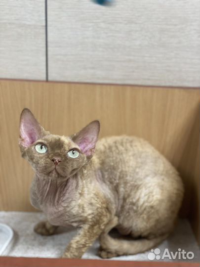 Девон-рекс кошка