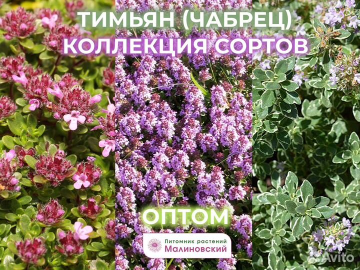 Пряные травы 85 сортов Оптом Питомник