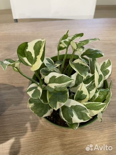 Эпипремнум энджой