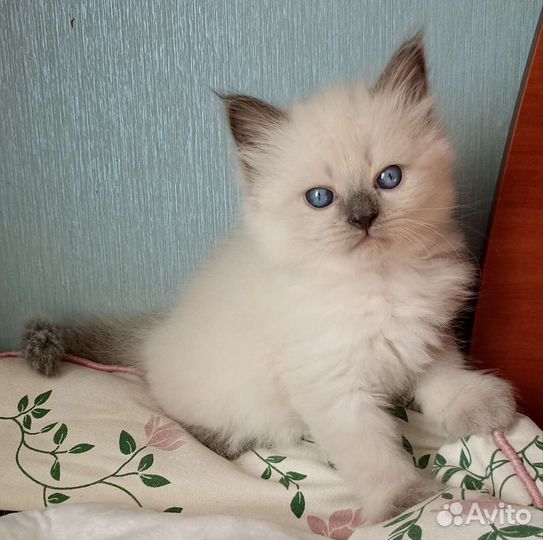Счастье в дом