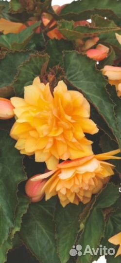 Бегония ампельная Белекония;;