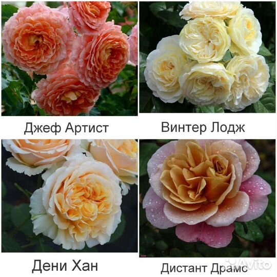 Парковые розы, Шрабы