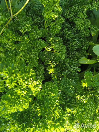 Рассада и саженцы