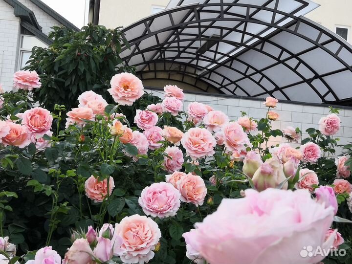 Саженцы розы Полька