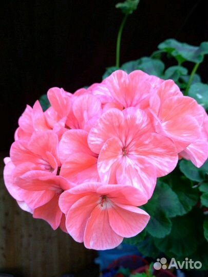 Пеларгония герань