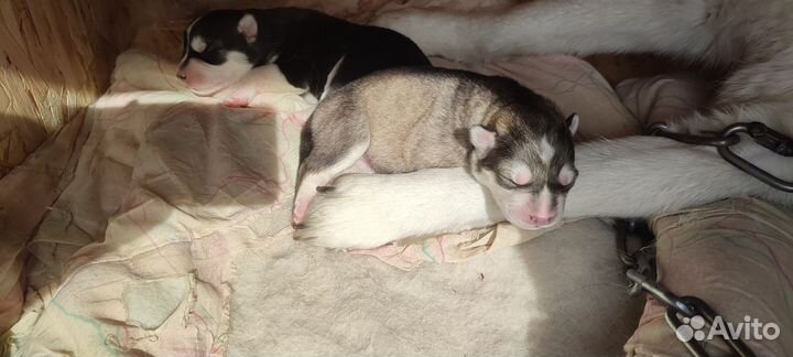 Щенки сибирской хаски