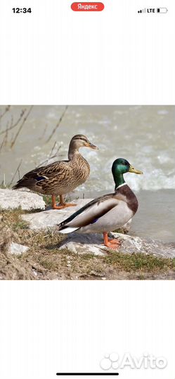 Селезень подсадной