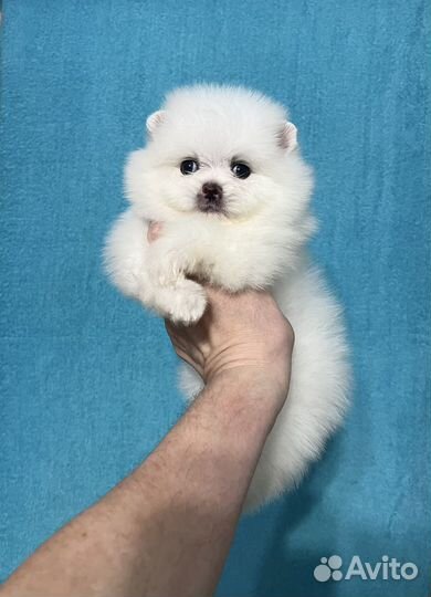 Померанский шпиц мини малыши