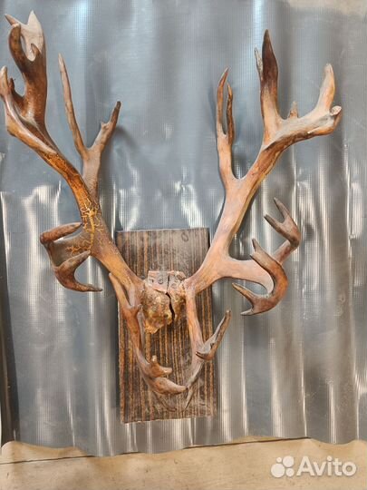 Рога оленя