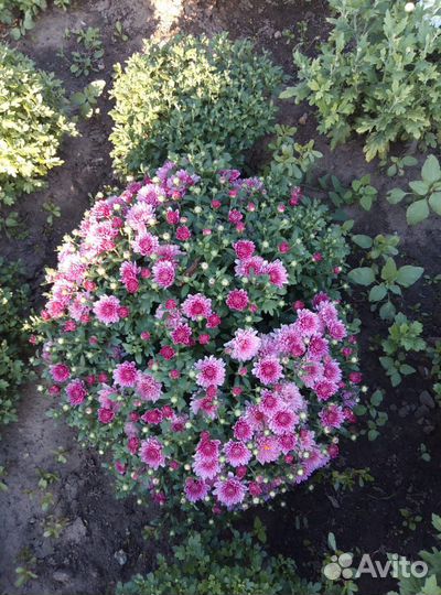 Хризантема