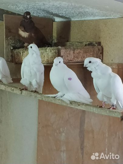 Голуби