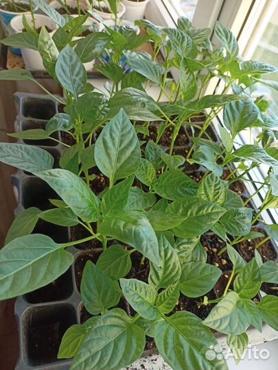 Рассада перца