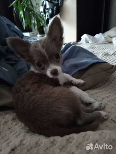 Передержка кошек, собачек, грызунов