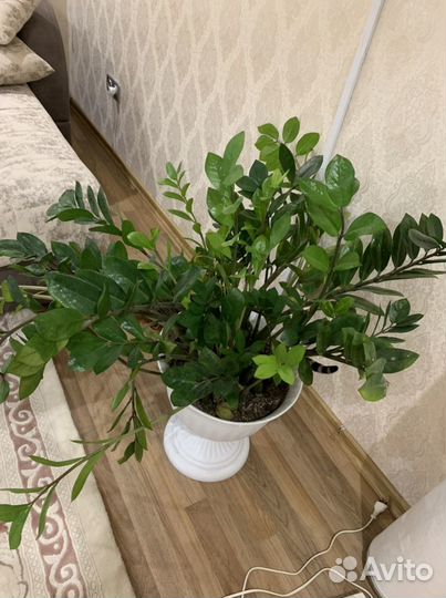 Замиокулькас