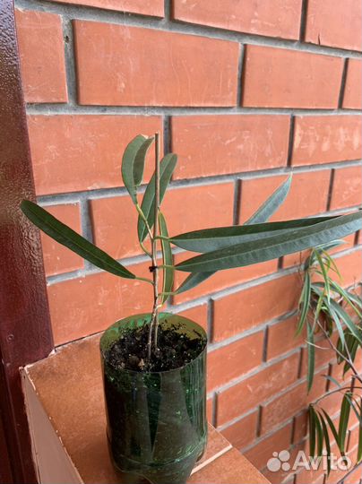 Фикусы 5 сортов