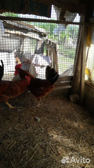 Петушки породестые