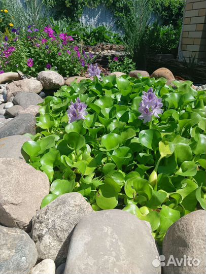 Эйхорния водный гиацинт