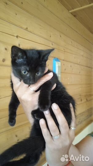 Малыш Джексон ищет мам/пап. Лесной приют