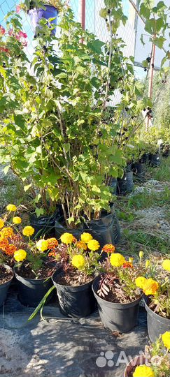 Смородина черная, красная