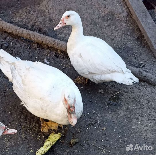 Мускусные утки
