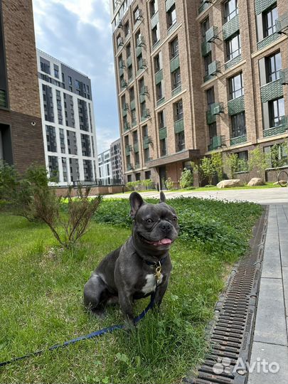 Французский бульдог голубого окраса вязка