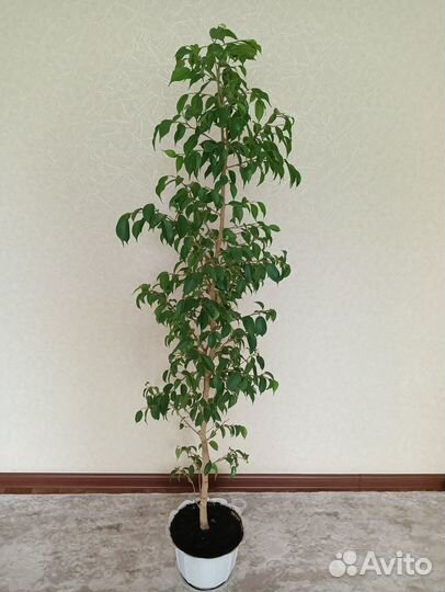 Комнатные растения цветы