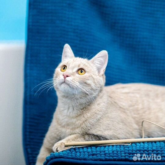 Юнг ищет семью