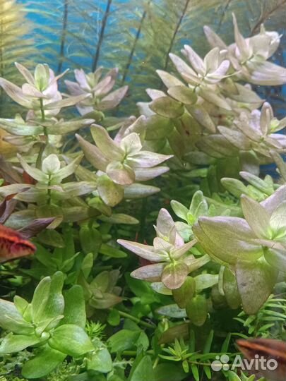 Аквариумные растения