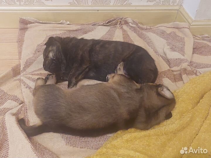 Отдам бесплатно щенят