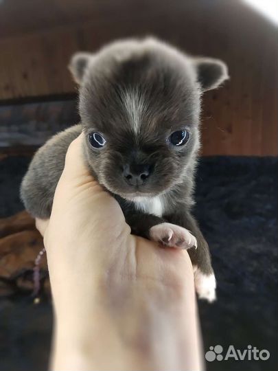 Чихуахуа.Мальчик размером с пальчик