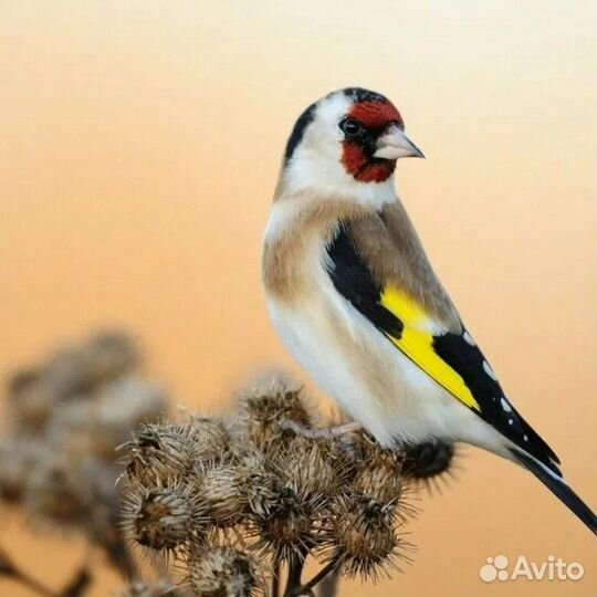 Щеглы. чижи